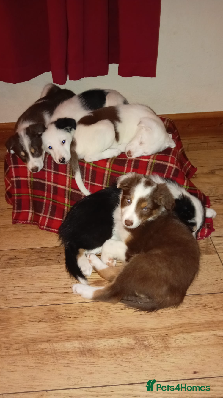 Mixed Breed dogs Stunning Sprollie puppies for sale in Gourock - Advert 9