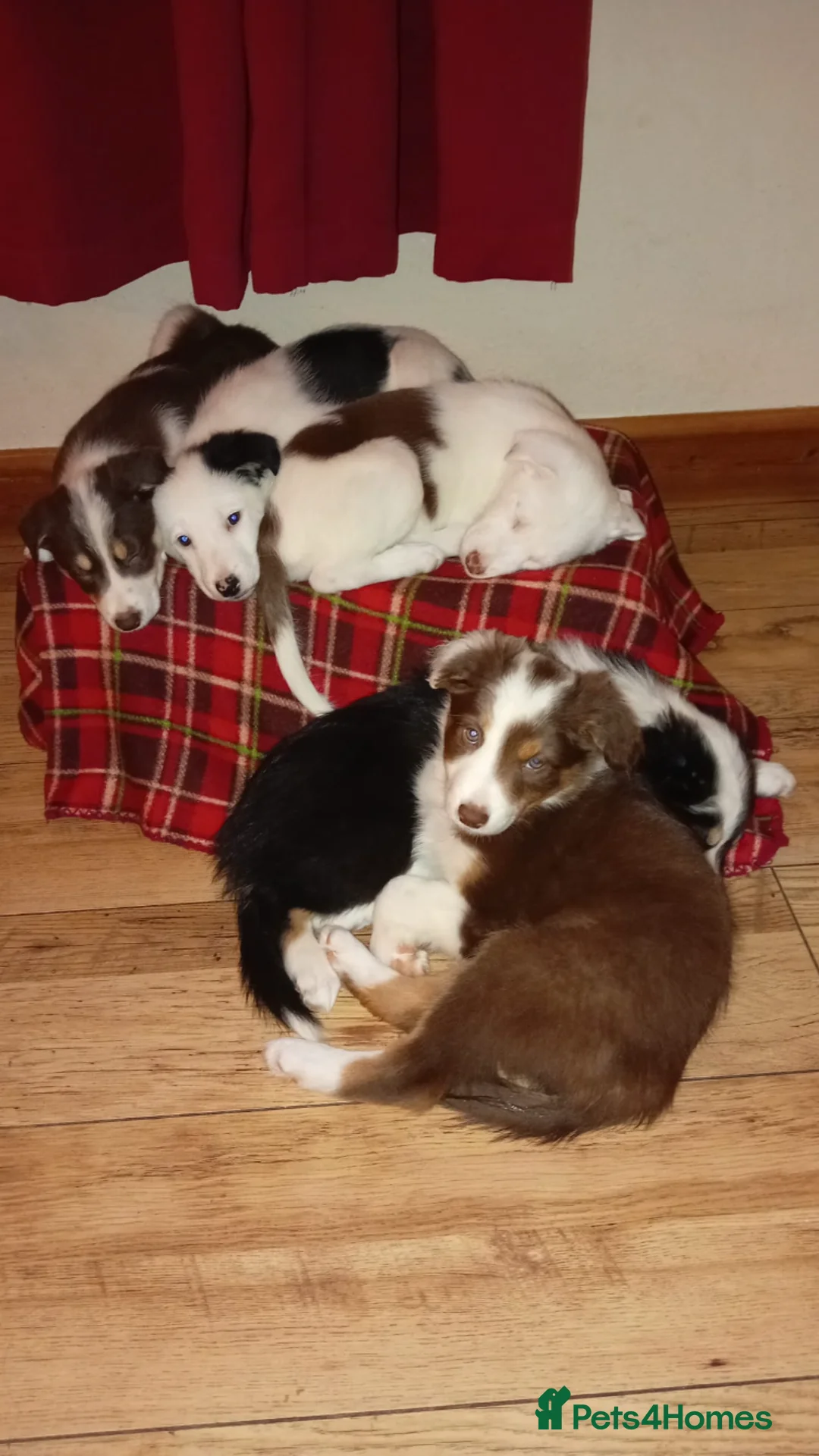 Mixed Breed dogs for sale: Stunning Sprollie puppies for sale in Gourock - Advert 1