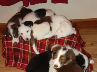 Mixed Breed dogs Stunning Sprollie puppies for sale in Gourock - Advert 9