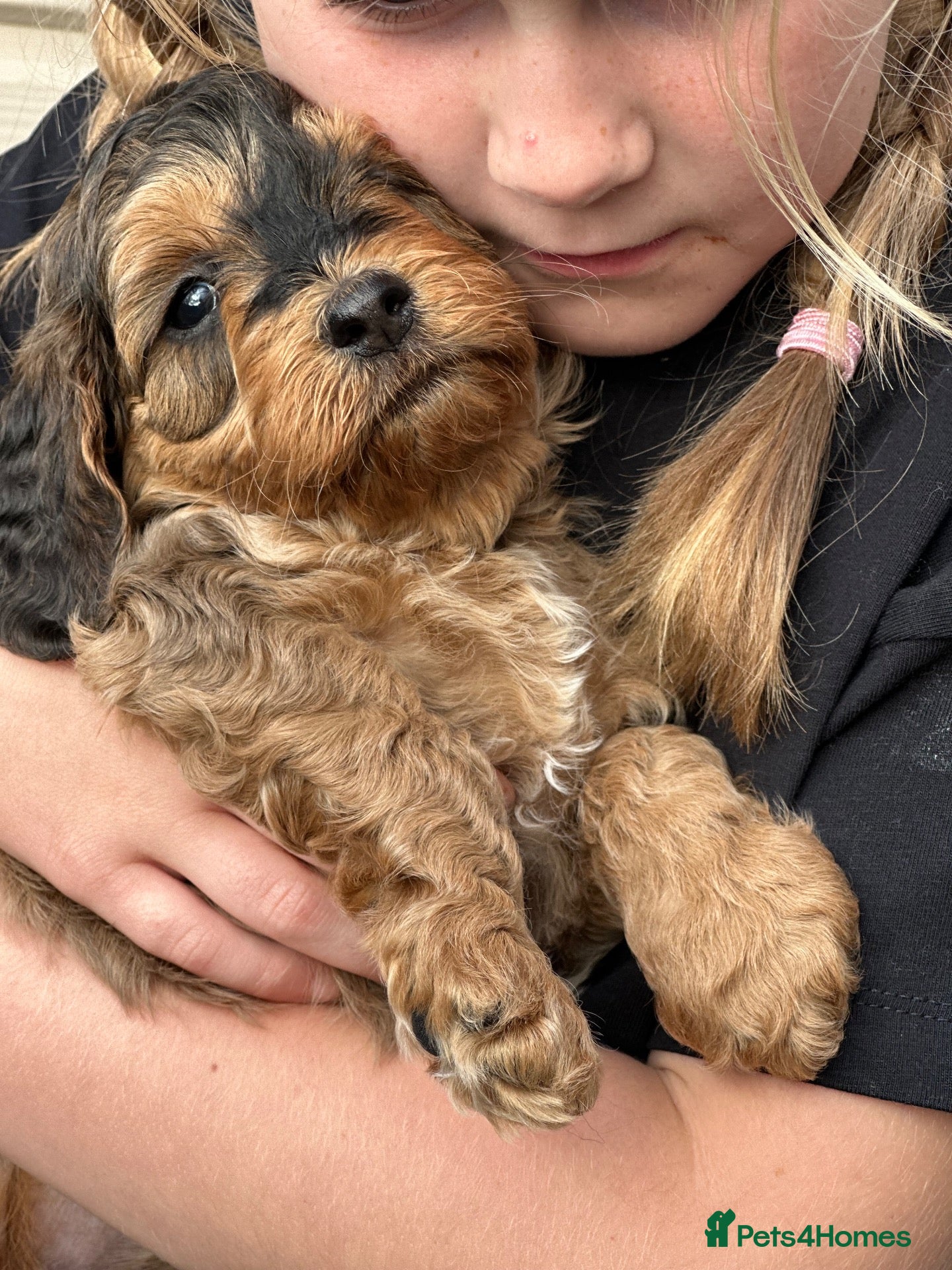 Cockapoo dogs Sable cockapoos, health tested parents  - Advert 1