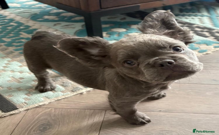 French Bulldog dogs - Advert 7