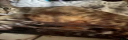 Mixed Breed cats for sale: kittens - Advert 1