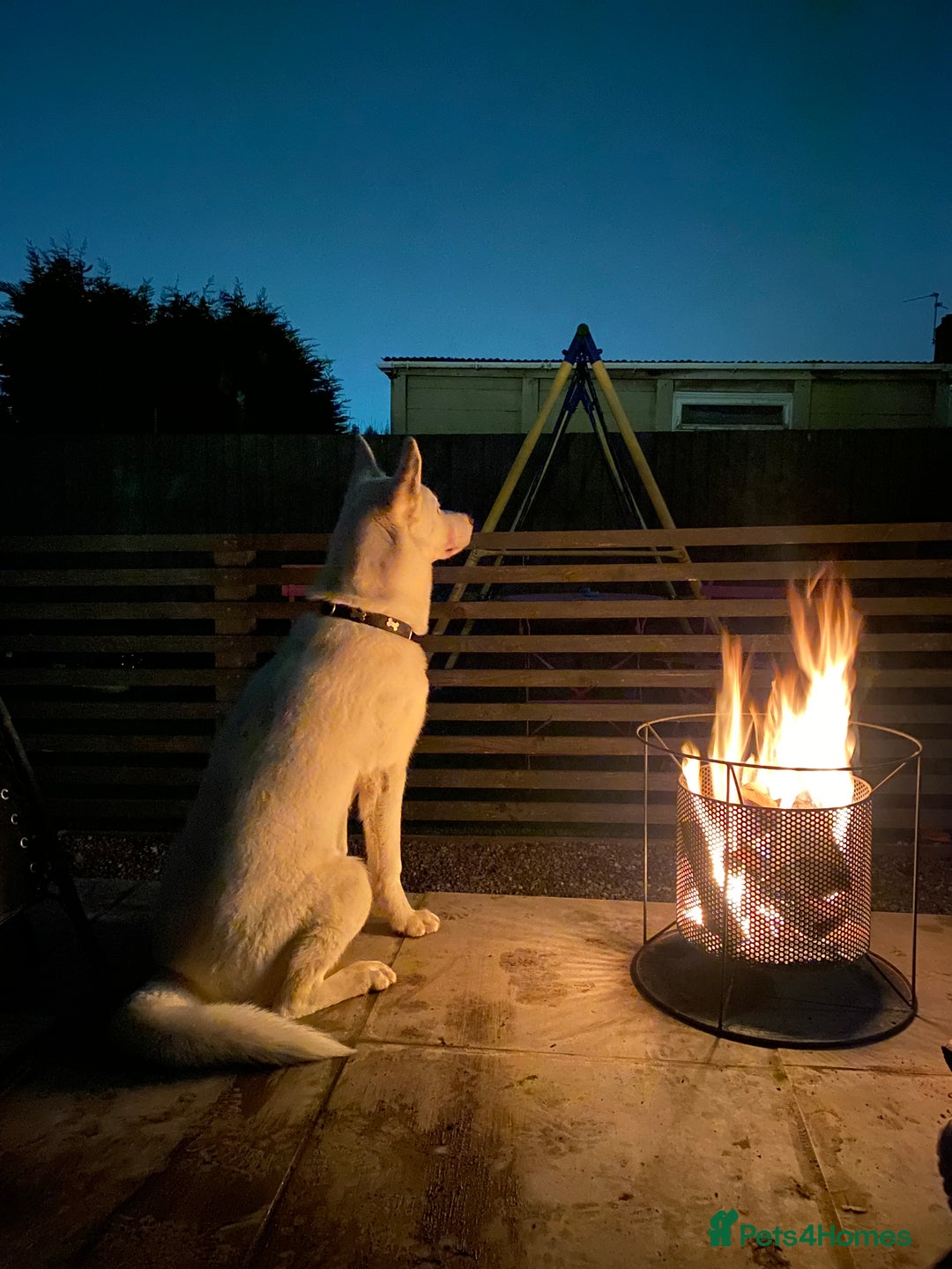 Siberian Husky dogs for stud: White husky stud - Advert 4