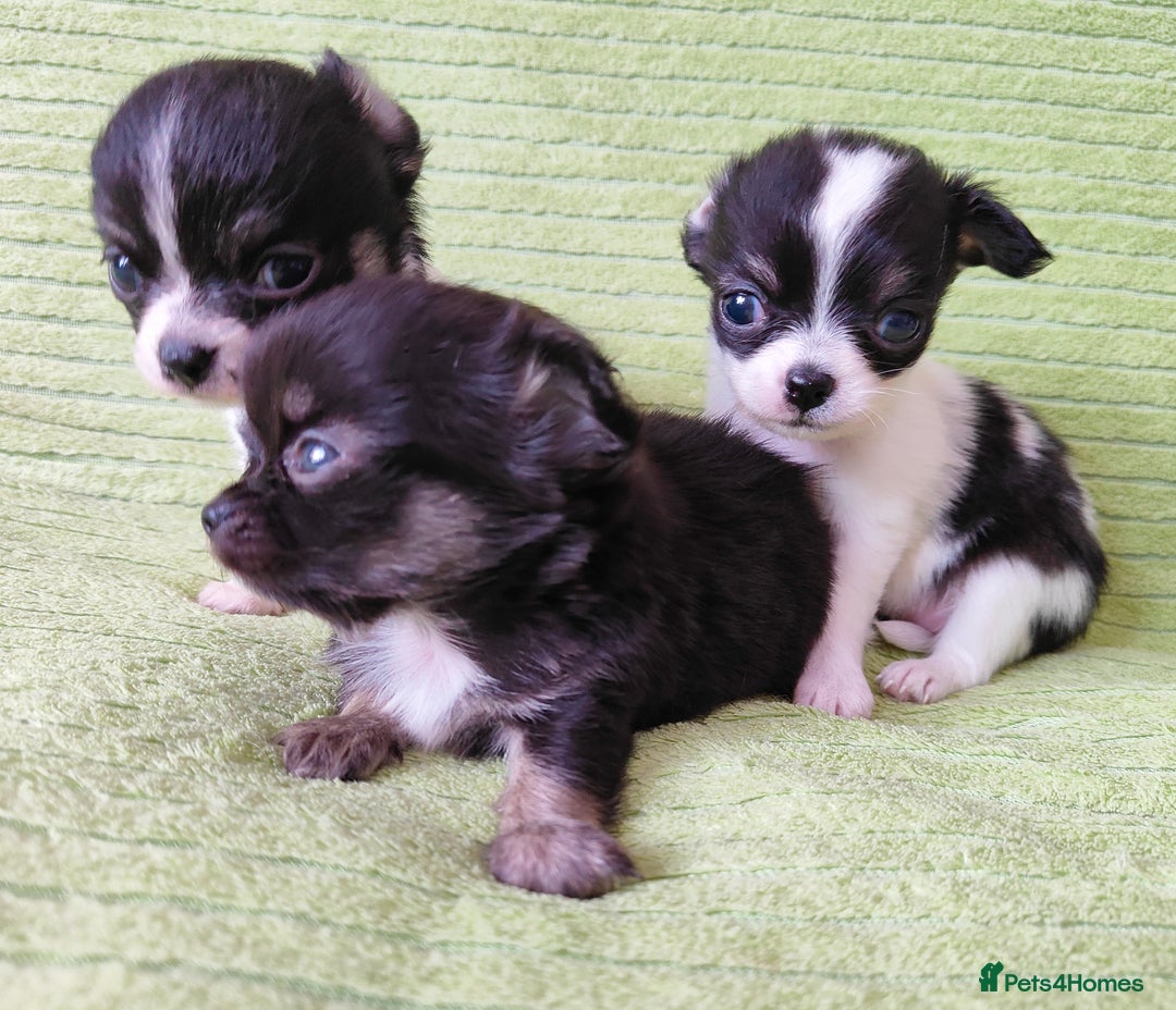 Chihuahua dogs for sale: Amazing Quality Long Coat Chihuahua puppies - Image 4
