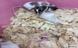 Mouse rodents for sale: Friendly, colourful baby mice  - Image 6