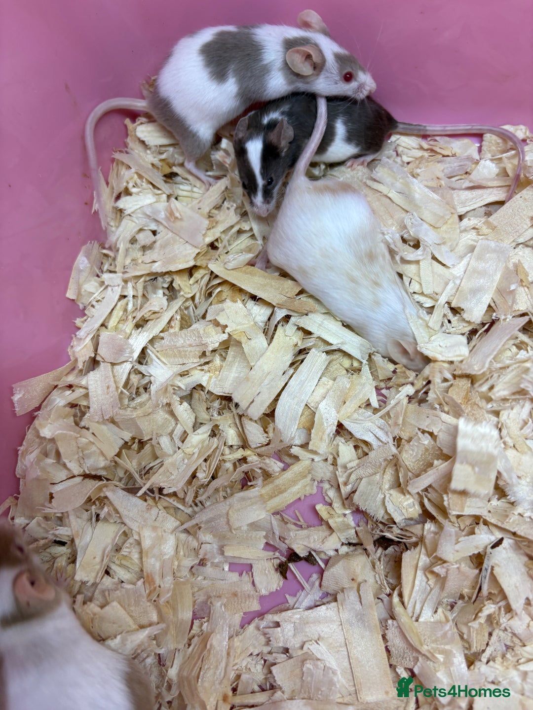 Mouse rodents for sale: Friendly, colourful baby mice  - Image 6