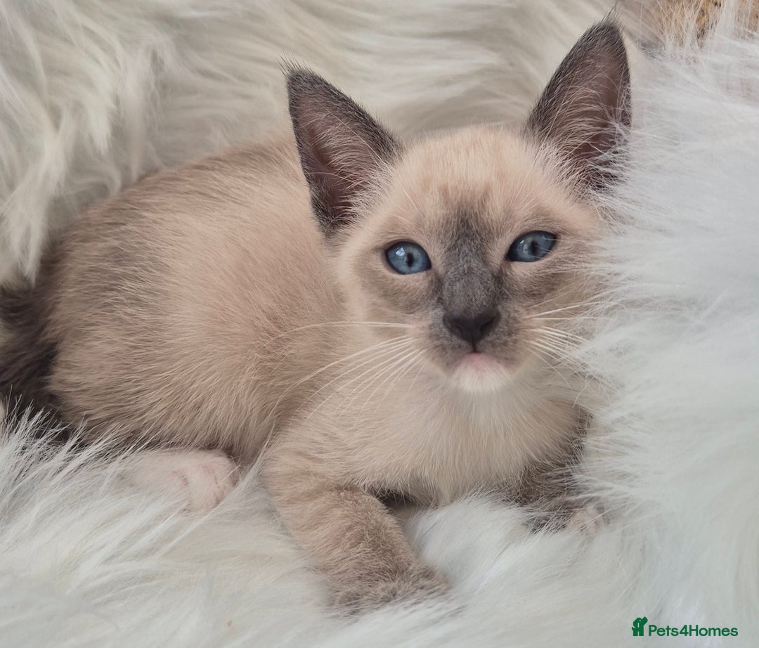 Snowshoe cats for sale: Stunning pedigree Snowshoe kittens  - Image 5