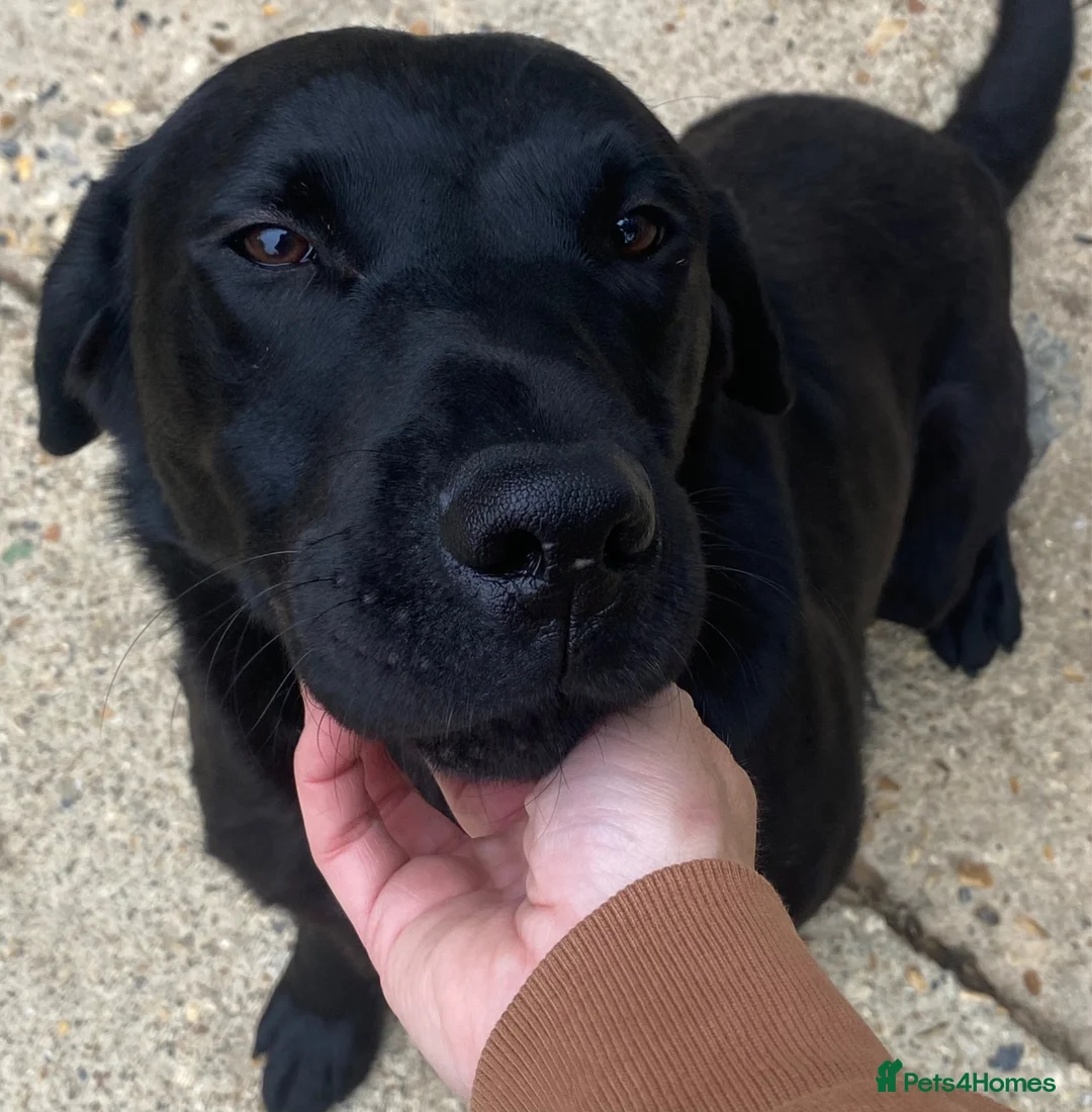 Labrador Retriever dogs for sale: Thistlecrack Gundogs gorgeous KC reg lab pups - Advert 3