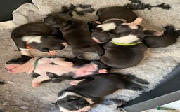 Boston Terrier dogs for sale: 🐾 Adorable Wildax Puppies! 🐾 - Image 2