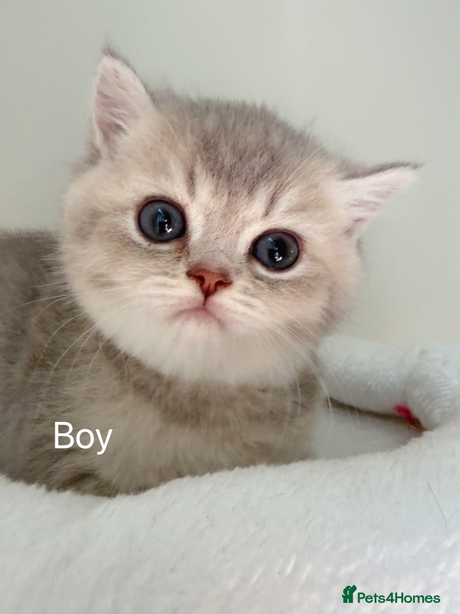 British Shorthair cats BSH - 4 boys 2 girls  - Advert 1