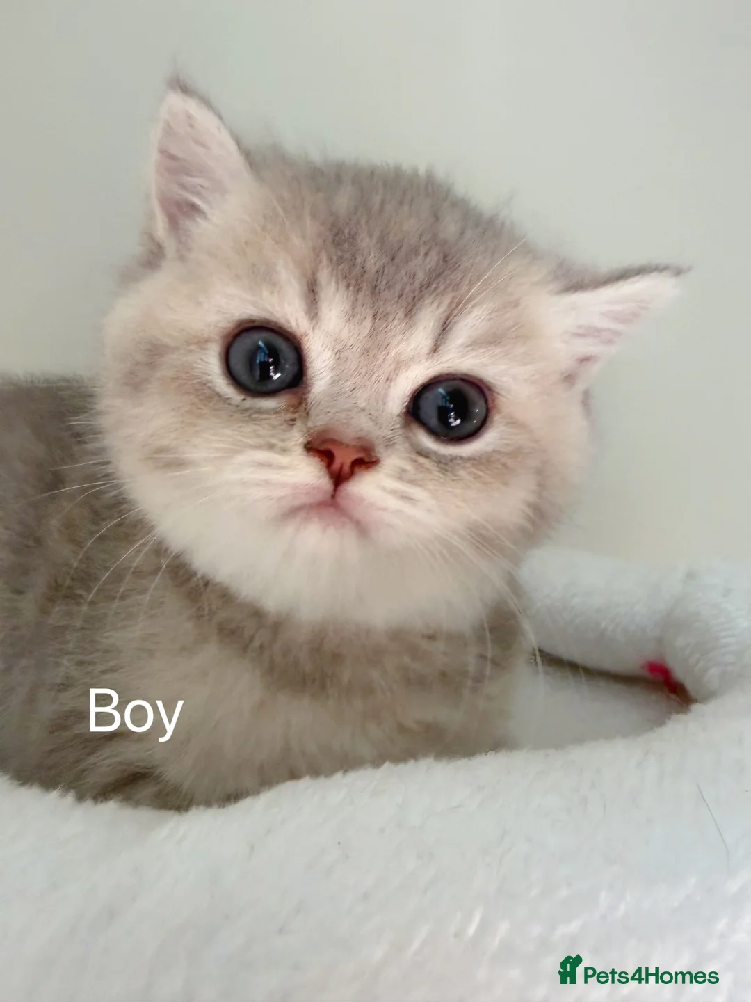 British Shorthair cats for sale: BSH - 4 boys 2 girls  - Advert 1