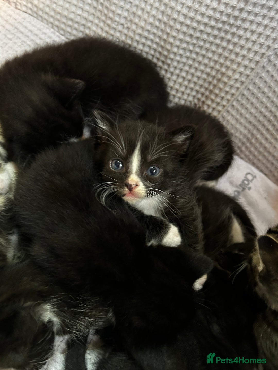 Mixed Breed cats for sale: Kittens for sale - 5 - Mixed breed - Advert 2