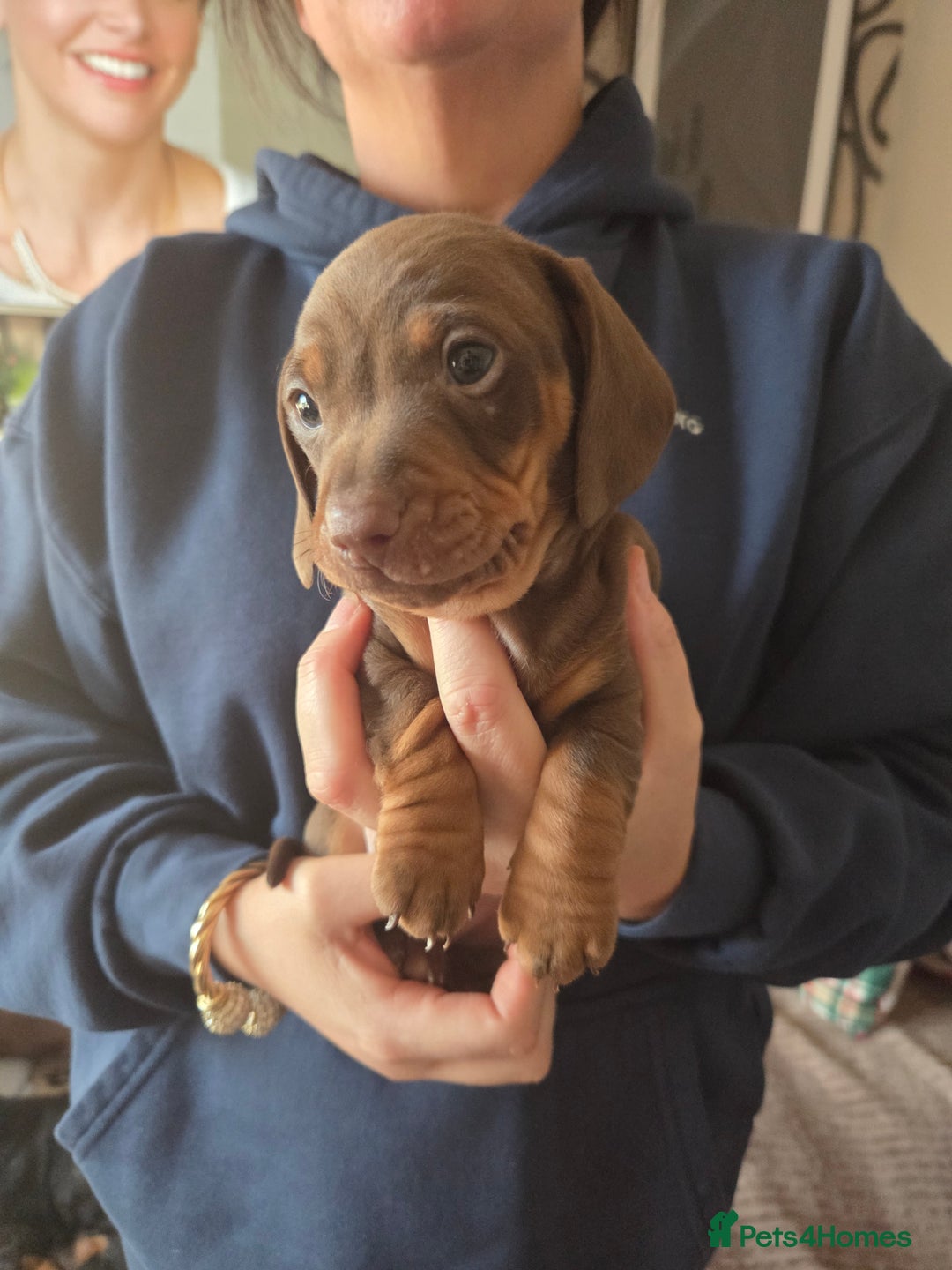 Dachshund dogs for sale: Dashunds  - Advert 12