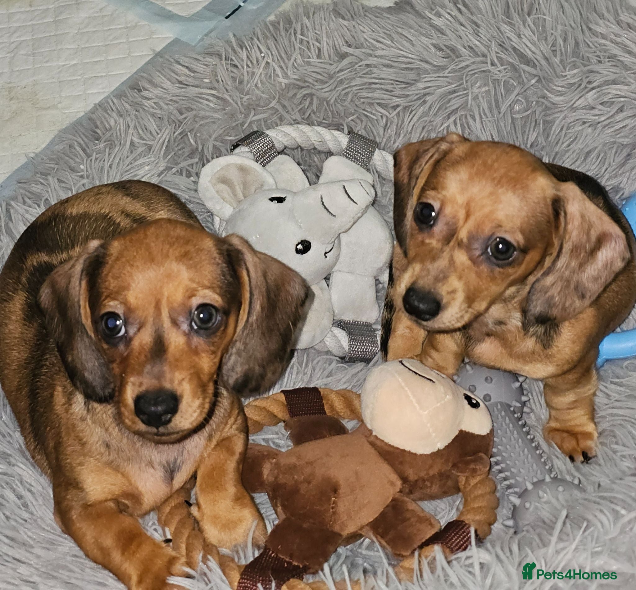 Miniature Dachshund dogs Miniature Daschund  - Advert 14