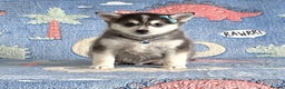 Pomsky dogs for sale: Stunning perfect husky markings f3 Pomsky puppies - Advert 20