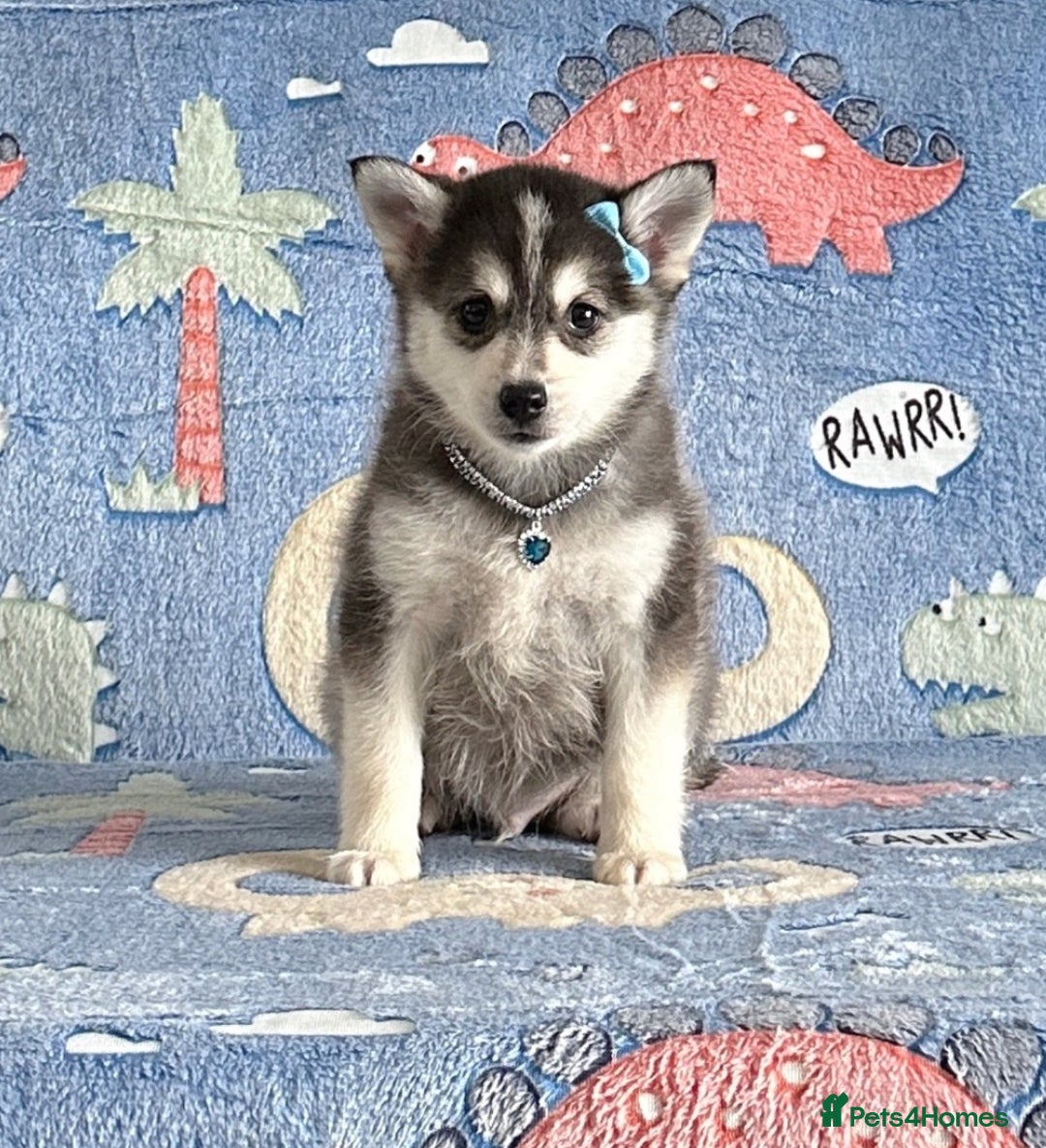 Pomsky dogs for sale: Stunning perfect husky markings f3 Pomsky puppies - Advert 20