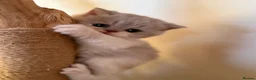 British Shorthair cats for sale: Pure Pedigree Registered British Shorthairs - Advert 3