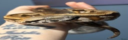 Boa Snake reptiles for sale: Madagascan Ground Boa  - Advert 1