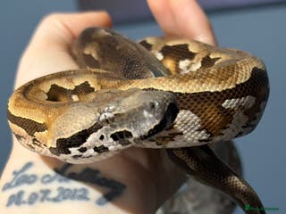 Boa Snake reptiles Madagascan Ground Boa - Advert 1