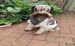 Schnoodle dogs for stud: STUNNING CHOC/WHITE MIN SCHNAUZER AT STUD in Coventry - Image 4