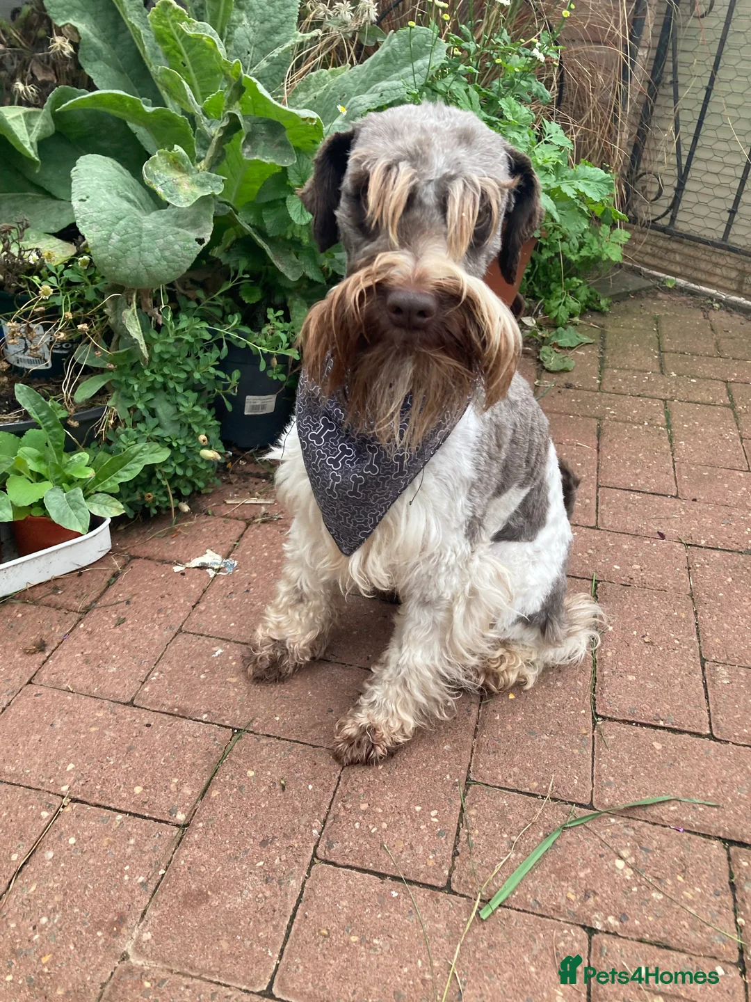 Schnoodle dogs for stud: STUNNING CHOC/WHITE MIN SCHNAUZER AT STUD in Coventry - Advert 4