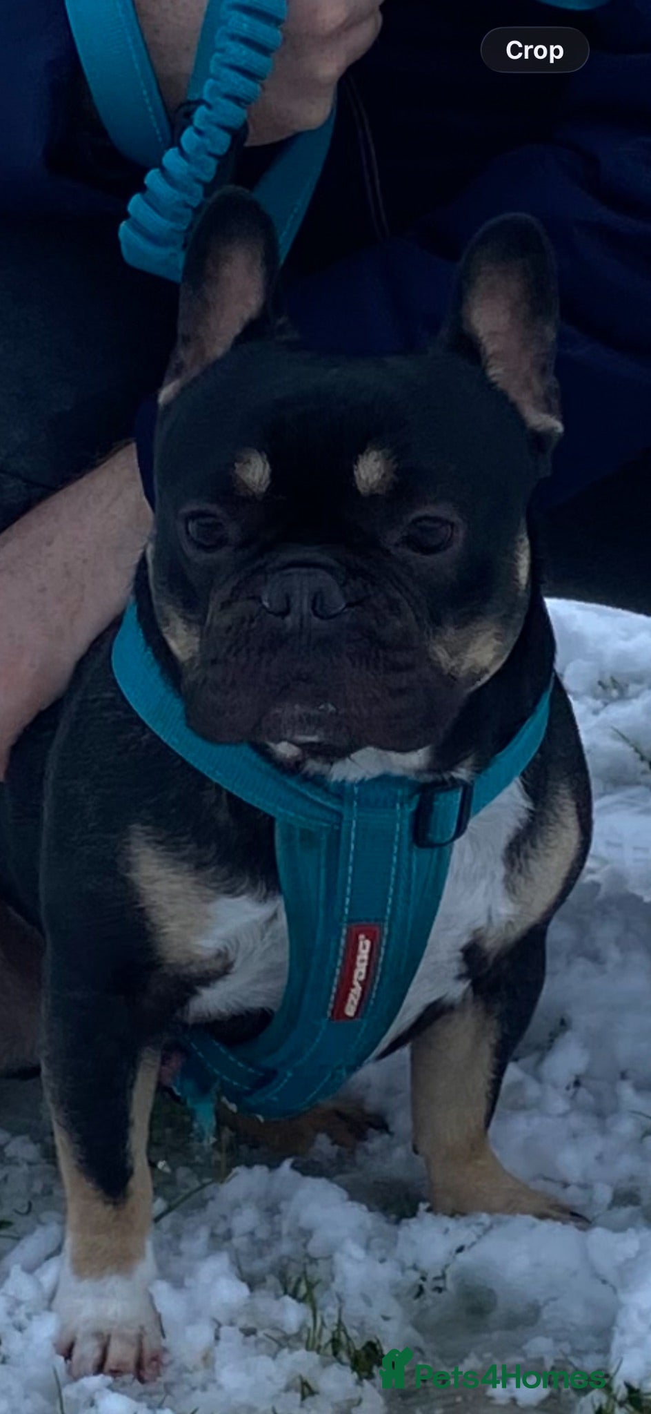 French Bulldog dogs 4 year old French bulldog  - Advert 6