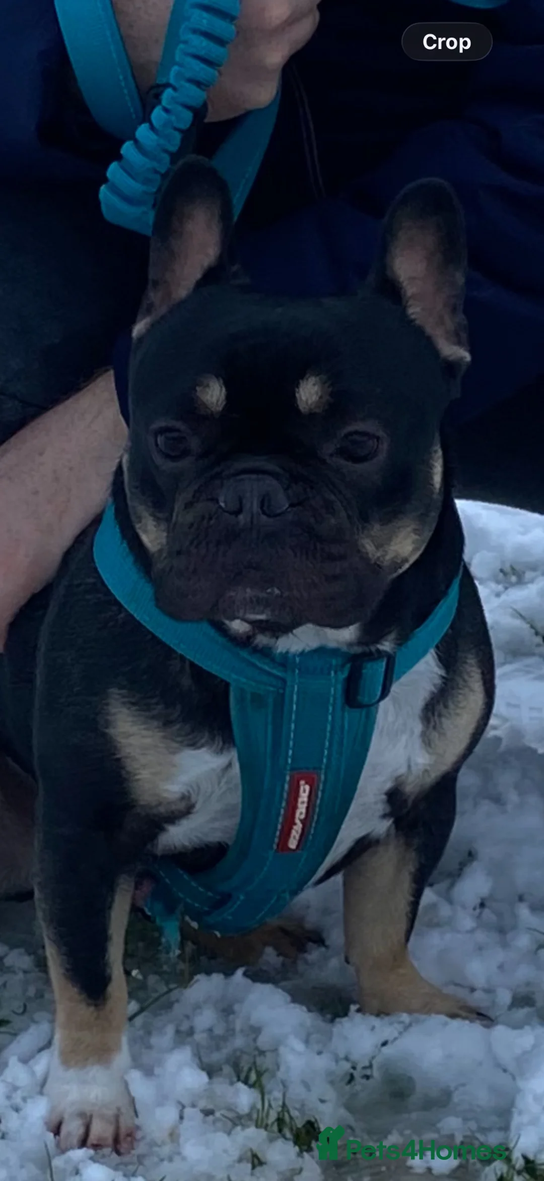 French Bulldog dogs for sale: 4 year old French bulldog  - Advert 1