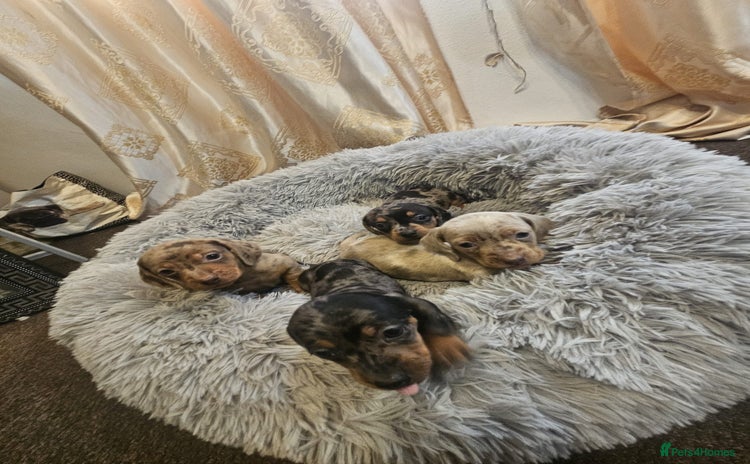 Miniature Dachshund dogs gorgeous dachshund puppy 🐶🐾 - Advert 2