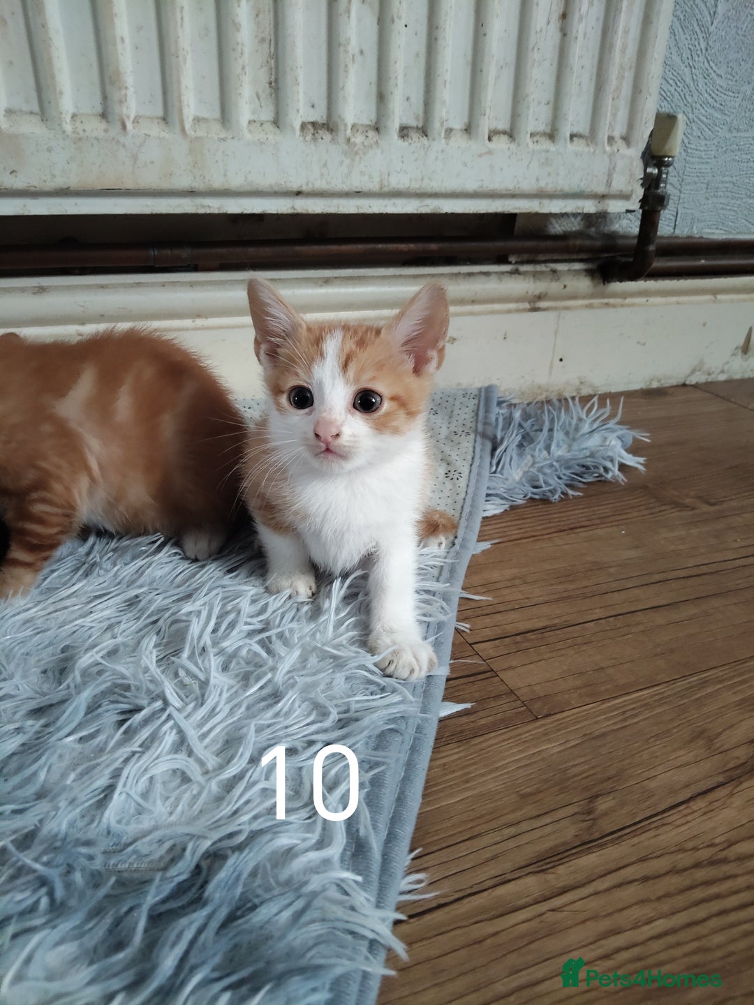 Mixed Breed cats for sale: Kitten for sale(20£) - Image 9