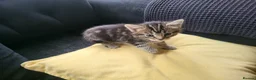Mixed Breed cats for sale: 3 Gorgeous fluffy kittens. - Advert 4