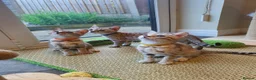 Bengal cats for sale: 🐆💕Very Beautiful Tica Registered Bengal Kittens. - Advert 2
