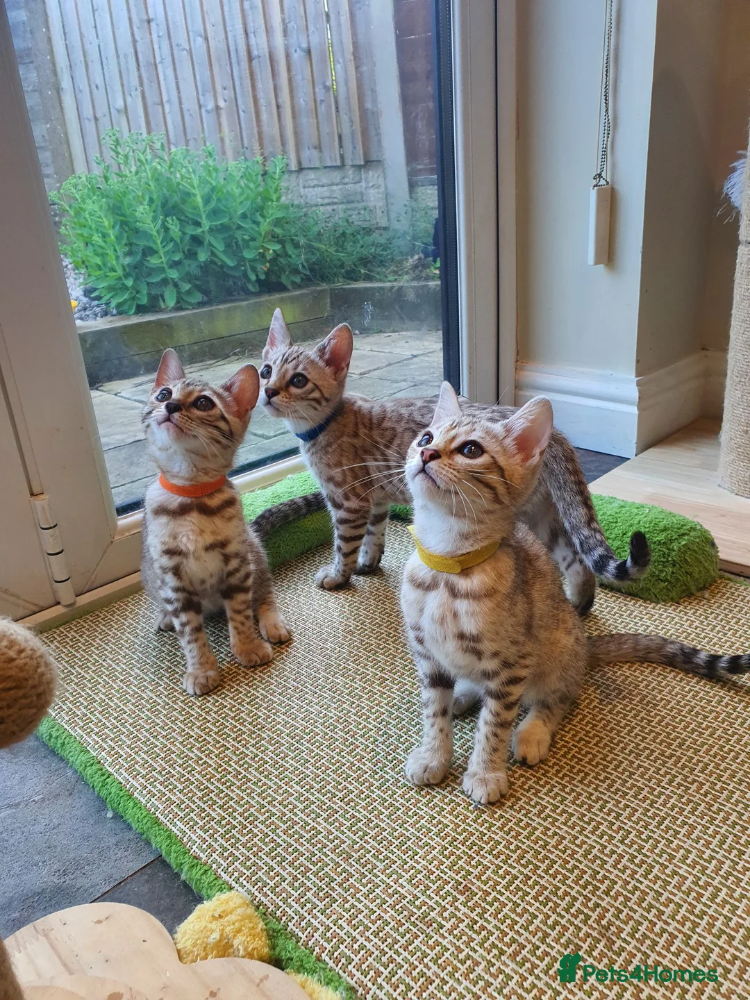 Bengal cats for sale: 🐆💕Very Beautiful Tica Registered Bengal Kittens. - Advert 2