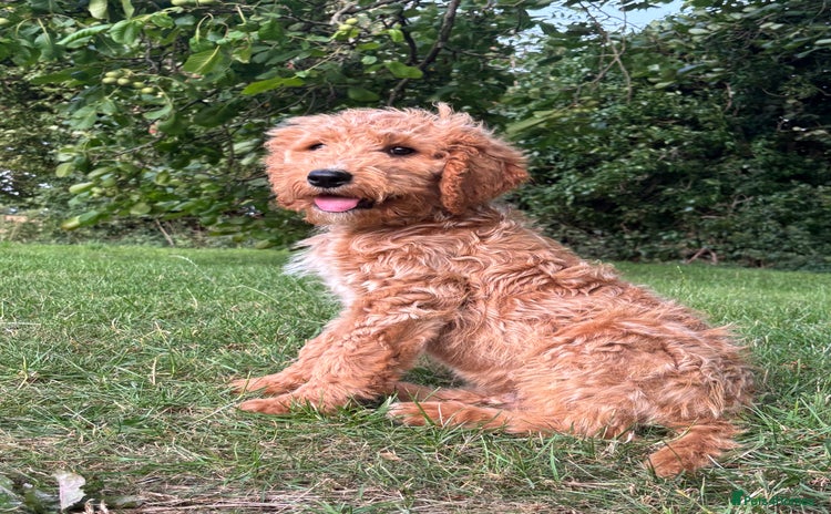 Labradoodle dogs - Advert 1