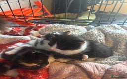 Mixed Breed cats for sale: 3 beautiful Kittens for sale  - Image 8