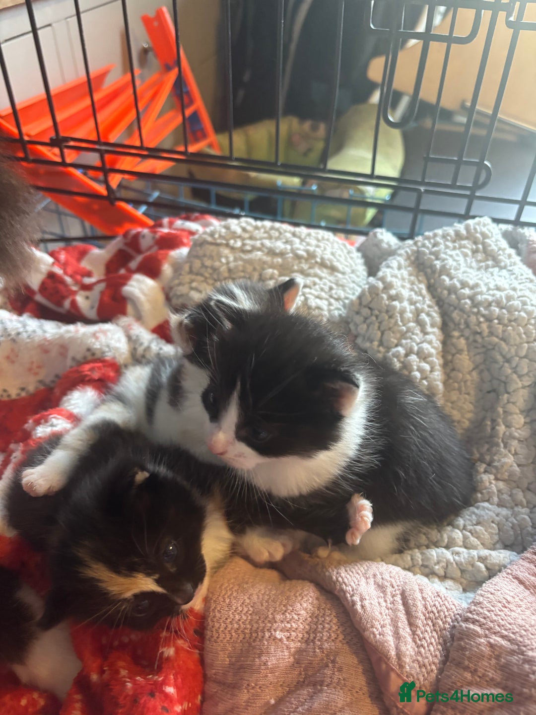 Mixed Breed cats for sale: 3 beautiful Kittens for sale  - Image 8