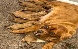 Cavapoo dogs for sale: F1 CAVAPOO BABIES 5🌟LICENSED BREEDER  - Image 4