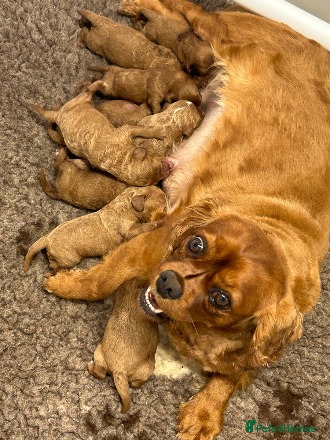 Cavapoo dogs for sale: F1 CAVAPOO BABIES 5🌟LICENSED BREEDER  - Image 4