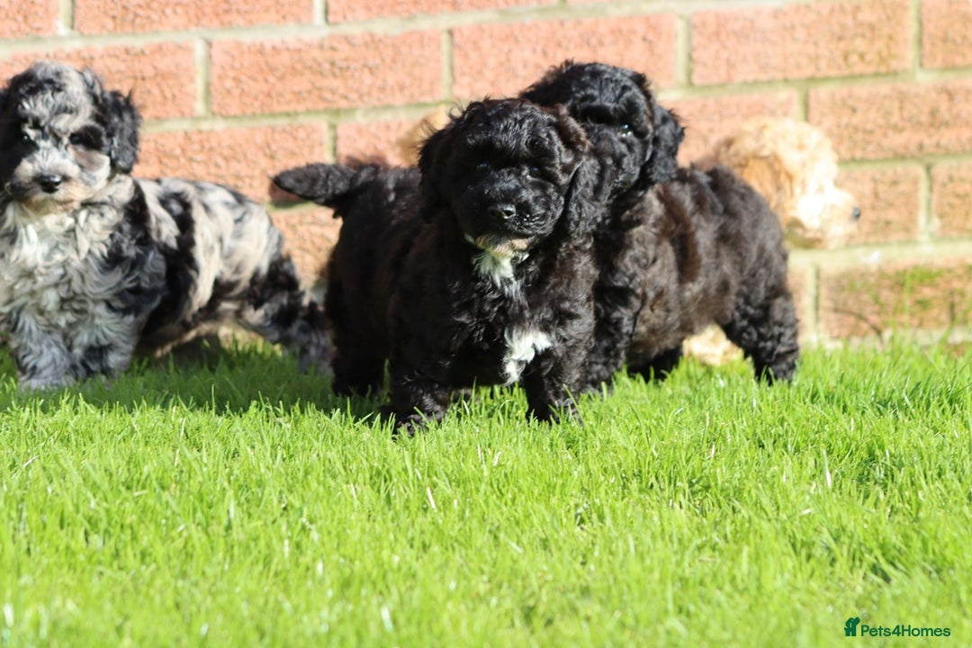 Poochon dogs for sale: F1 Poochon puppies For Sale  - Image 27