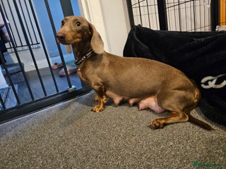 Dachshund dogs Stunning litter off pup - Advert 15