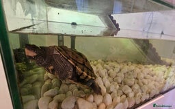 Turtle reptiles for sale: Mississippi map turtle breeding Pair and set up - Image 4