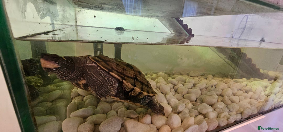 Turtle reptiles for sale: Mississippi map turtle breeding Pair and set up - Image 4