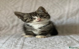 British Shorthair cats for sale: Beautiful British shorthair x - Image 2