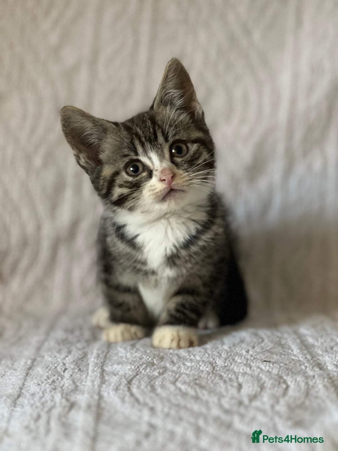 British Shorthair cats for sale: Beautiful British shorthair x - Image 2