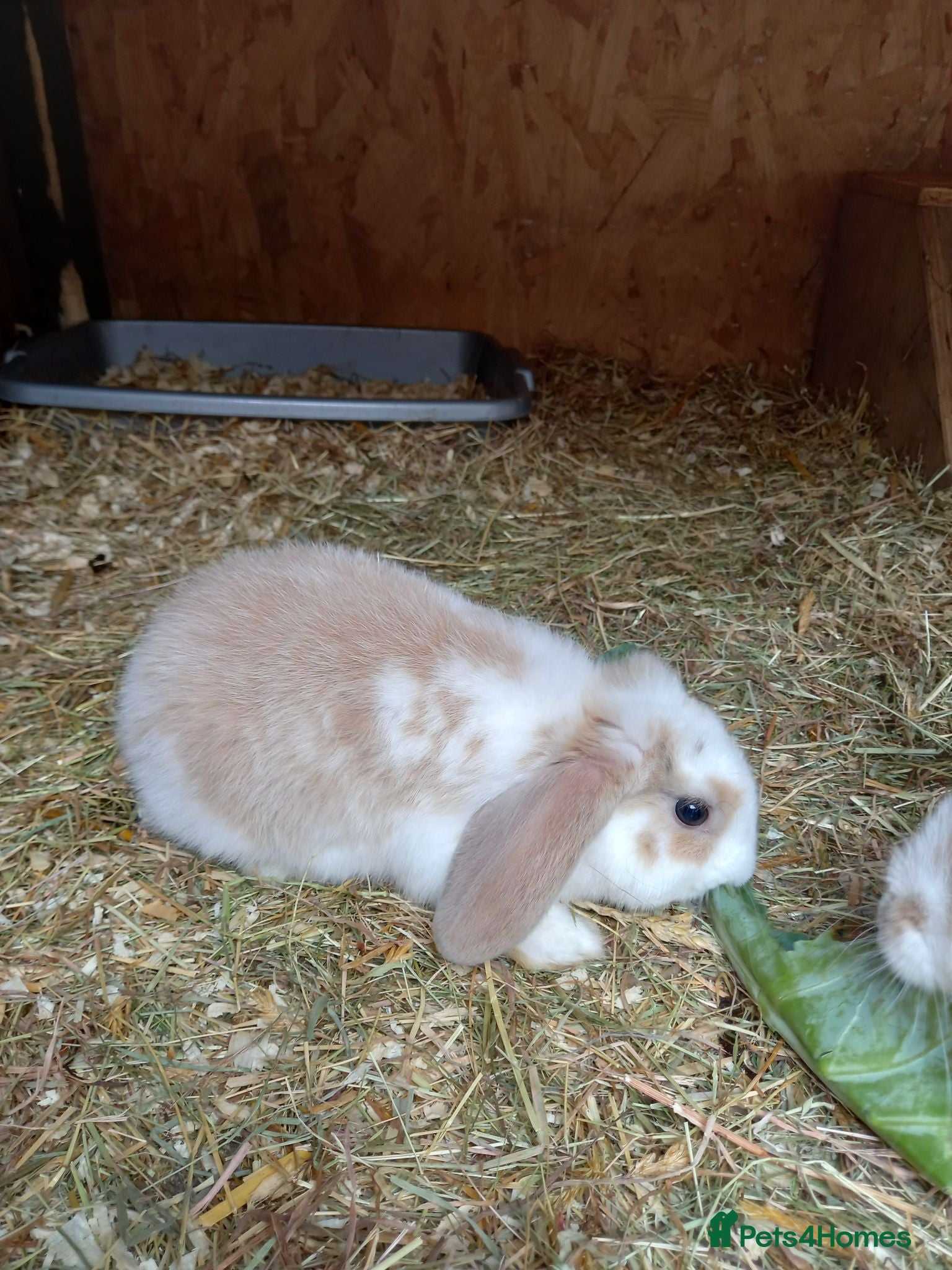 Mini Lop rabbits Mini lop/plush lop babies - Advert 2