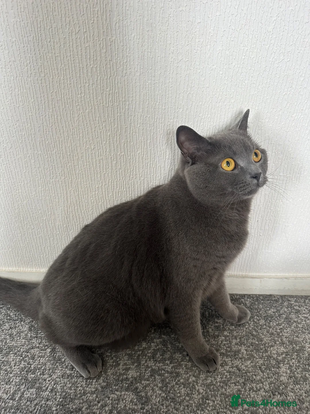 British Shorthair cats for sale: Grey British Shorthair 3yrs old  - Advert 2