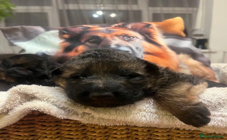 German Shepherd dogs Outstanding long haired Gsd pups  for sale  - Advert 8