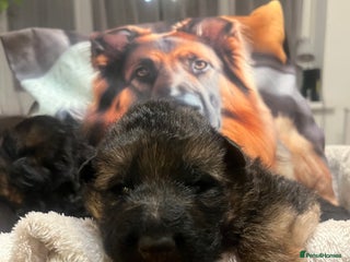 German Shepherd dogs Outstanding long haired Gsd pups for sale - Advert 1