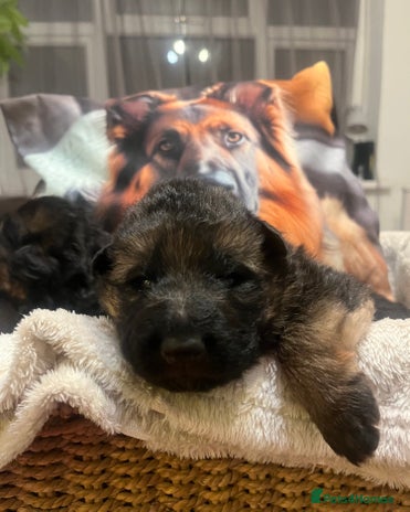 German Shepherd dogs Outstanding long haired Gsd pups for sale - Advert 8