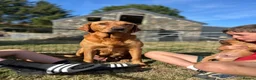 Labrador Retriever dogs for sale: Fox Red Labrador Puppies  - Advert 6