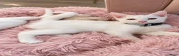 Turkish Angora cats for sale: Gorgeous Kittens!  - Advert 4